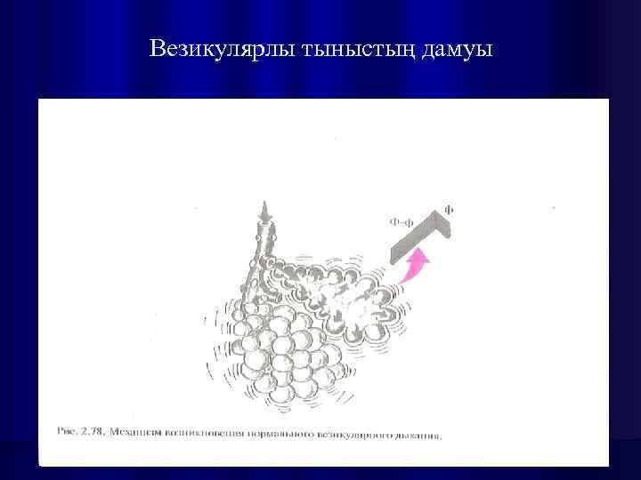 Везикулярлы тыныстың дамуы 