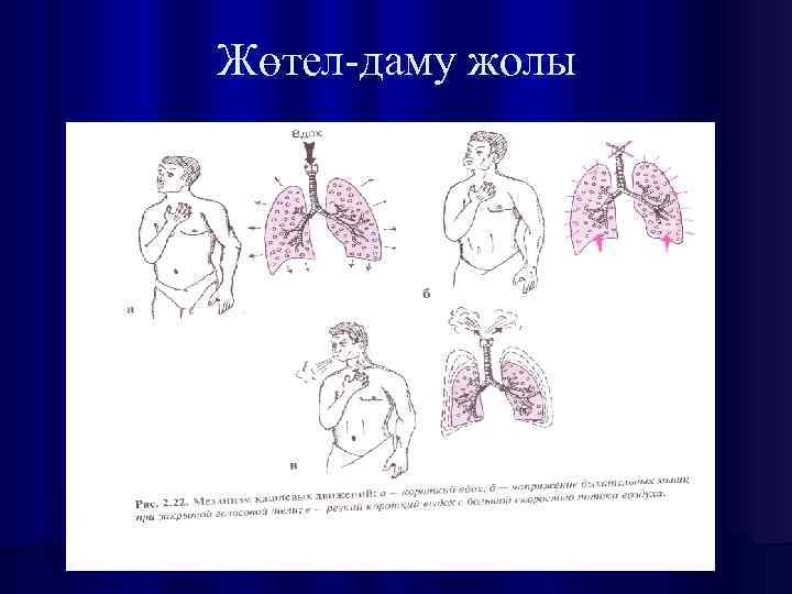 Жөтел-даму жолы 