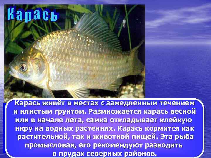Карась живёт в местах с замедленным течением Карась – одна из самых известных рыб,