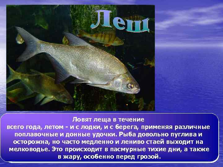 Ловят леща в течение Лещ - одна из самых распространенных и популярных в России