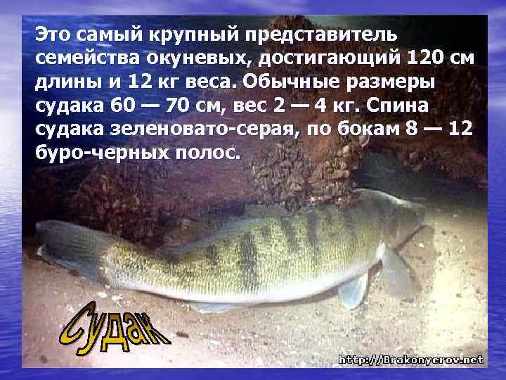 Это самый крупный представитель семейства окуневых, достигающий 120 см длины и 12 кг веса.