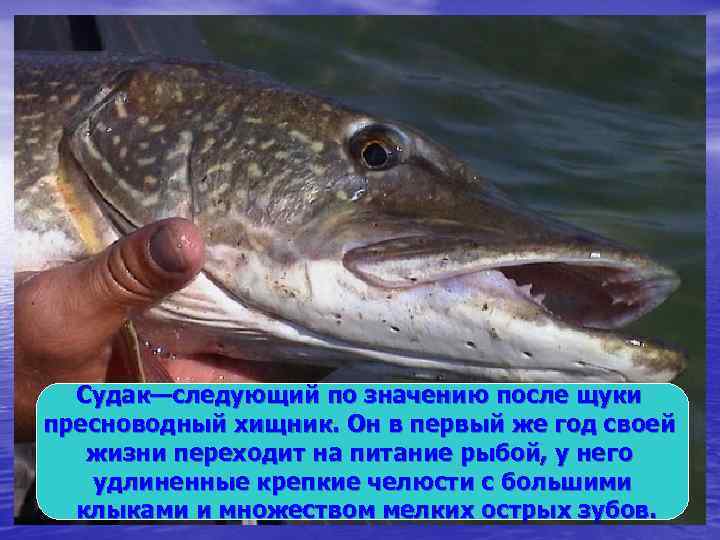 Судак—следующий по значению после щуки пресноводный хищник. Он в первый же год своей жизни