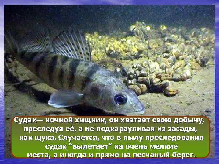 Судак— ночной хищник, он хватает свою добычу, преследуя её, а не подкарауливая из засады,