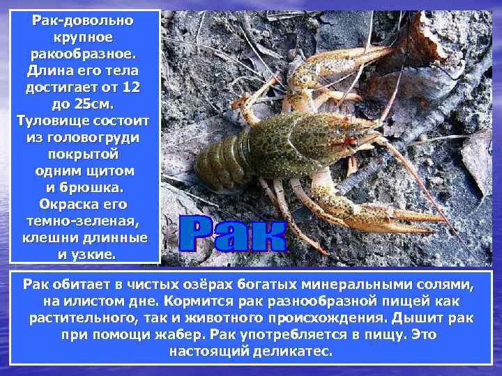 Рак-довольно крупное ракообразное. Длина его тела достигает от 12 до 25 см. Туловище состоит