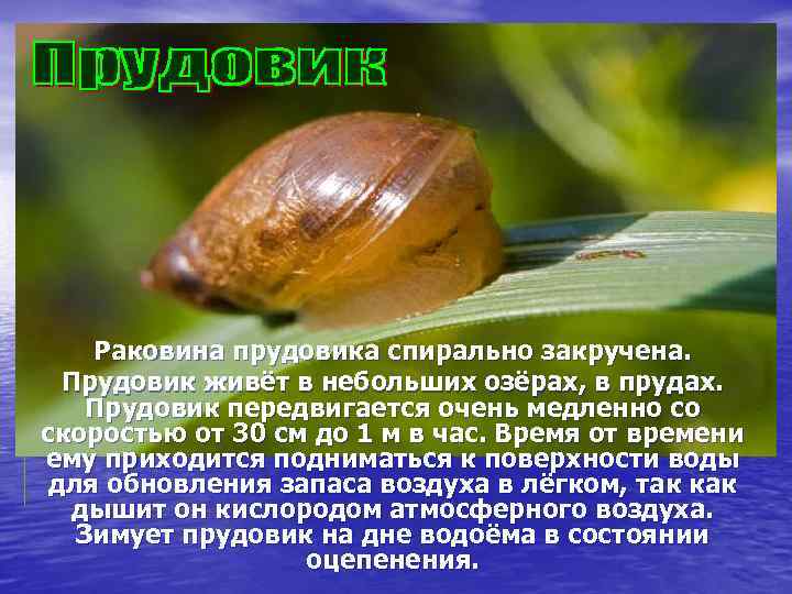 Раковина прудовика спирально закручена. Прудовик живёт в небольших озёрах, в прудах. Прудовик передвигается очень