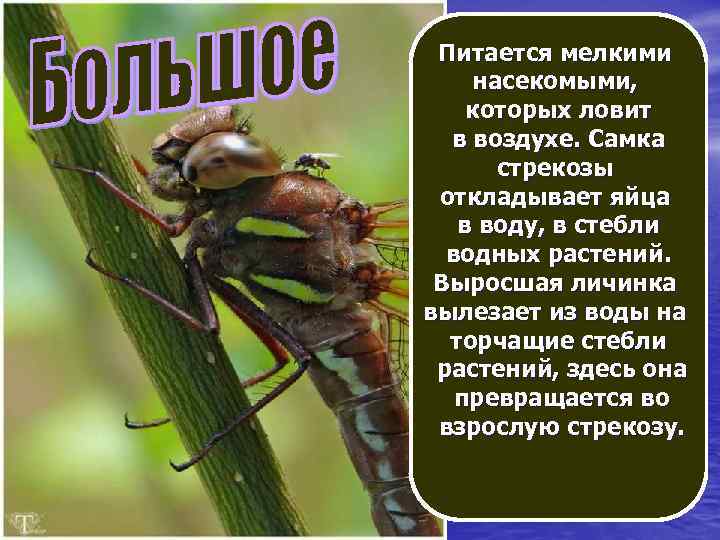 Питается мелкими Большое коромысло насекомыми, – одна из крупных которых ловит стрекоз. Длина в
