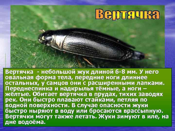 Вертячка - небольшой жук длиной 6 -8 мм. У него овальная форма тела, передние