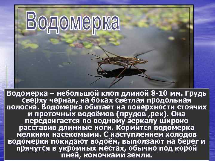 Водомерка – небольшой клоп длиной 8 -10 мм. Грудь сверху черная, на боках светлая