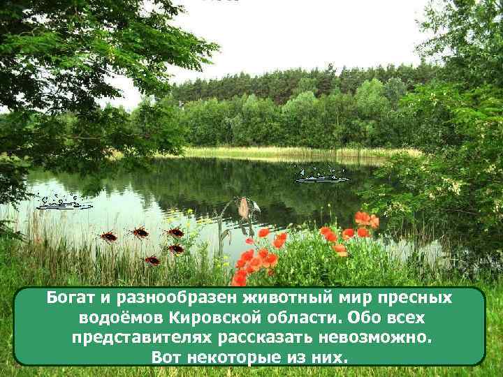 Богат и разнообразен животный мир пресных водоёмов Кировской области. Обо всех представителях рассказать невозможно.