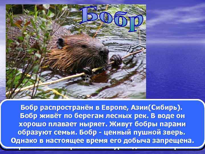 Бобр распространён в Европе, Азии(Сибирь). Бобр живёт крупных грызунов. Длина его он Бобр -