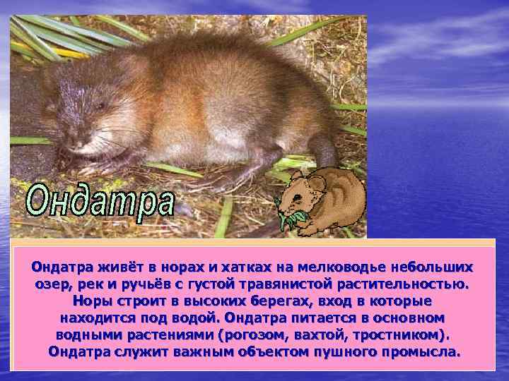 Длина тела ондатры 25 -35 см, длина хвоста 27 -30 см, масса Ондатра живёт