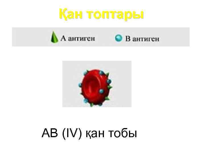 Қан топтары AB (IV) қан тобы 