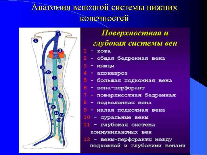 Анатомия венозной системы нижних конечностей 