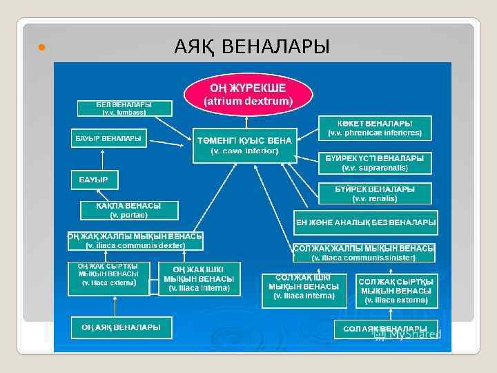  АЯҚ ВЕНАЛАРЫ 