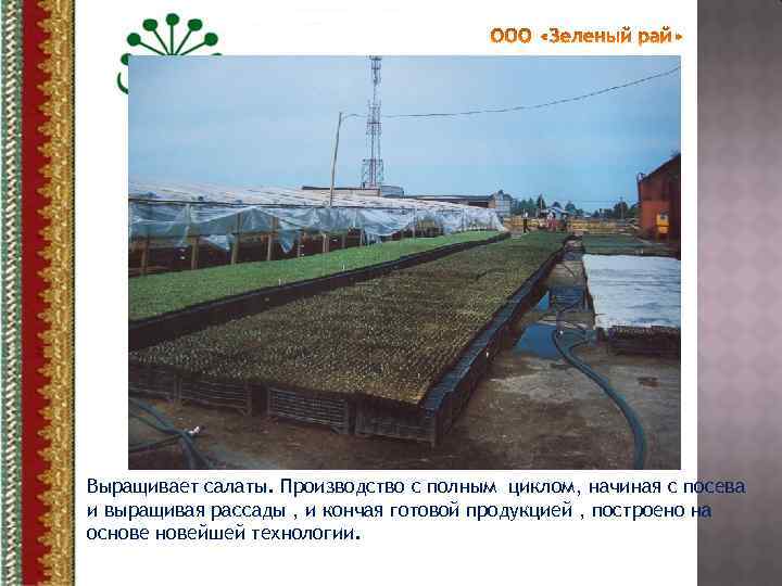 Выращивает салаты. Производство с полным циклом, начиная с посева и выращивая рассады , и