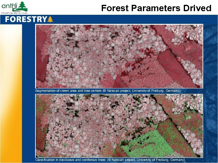 Forest Parameters Drived Segmentation of crown area and tree centers (© Natscan project, University