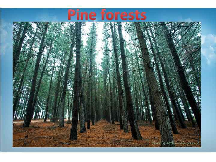 Pine forests 