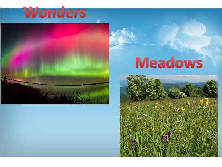 Wonders Meadows 