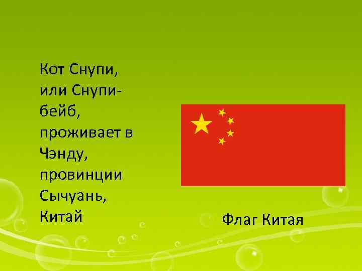 Кот Снупи, или Снупибейб, проживает в Чэнду, провинции Сычуань, Китай Флаг Китая 
