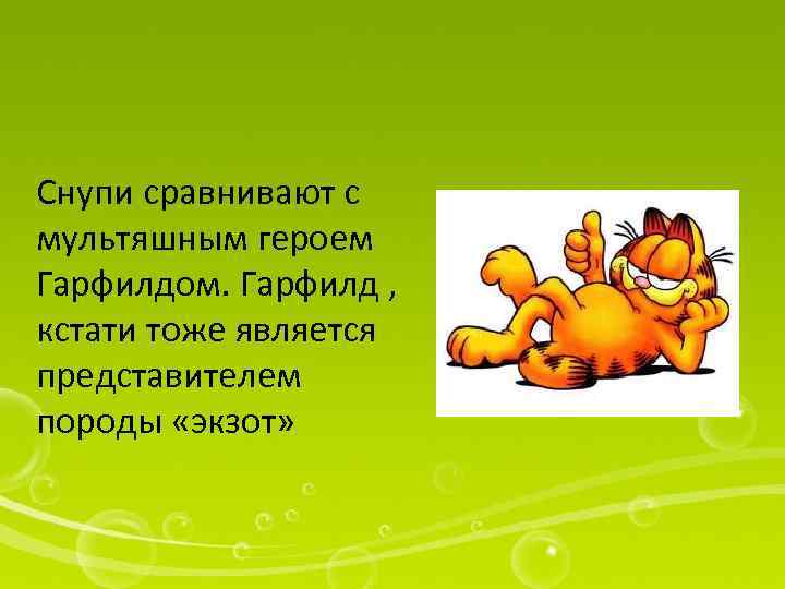 Снупи сравнивают с мультяшным героем Гарфилдом. Гарфилд , кстати тоже является представителем породы «экзот»