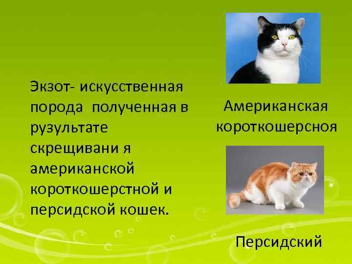 Экзот- искусственная порода полученная в рузультате скрещивани я американской короткошерстной и персидской кошек. Американская