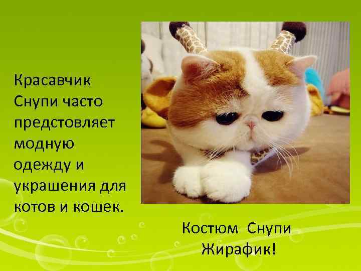 Красавчик Снупи часто предстовляет модную одежду и украшения для котов и кошек. Костюм Снупи