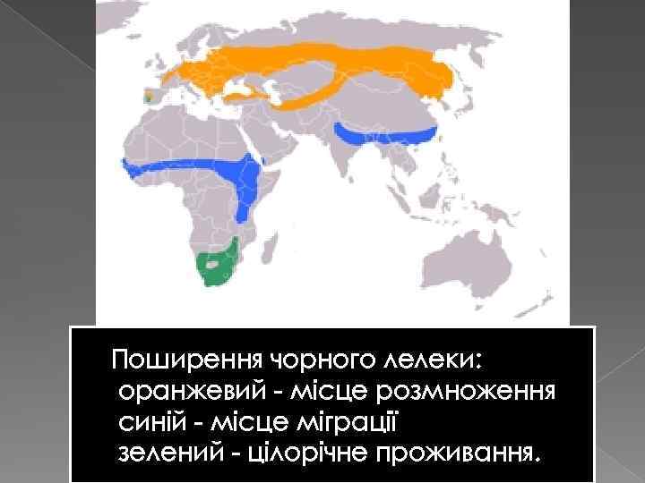 Поширення чорного лелеки: оранжевий - місце розмноження синій - місце міграції зелений - цілорічне