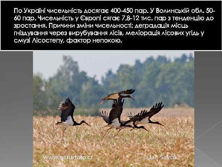 По Україні чисельність досягає 400 -450 пар. У Волинській обл. 5060 пар. Чисельність у