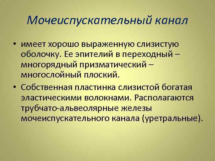 Мочеиспускательный канал • имеет хорошо выраженную слизистую оболочку. Ее эпителий в переходный – многорядный