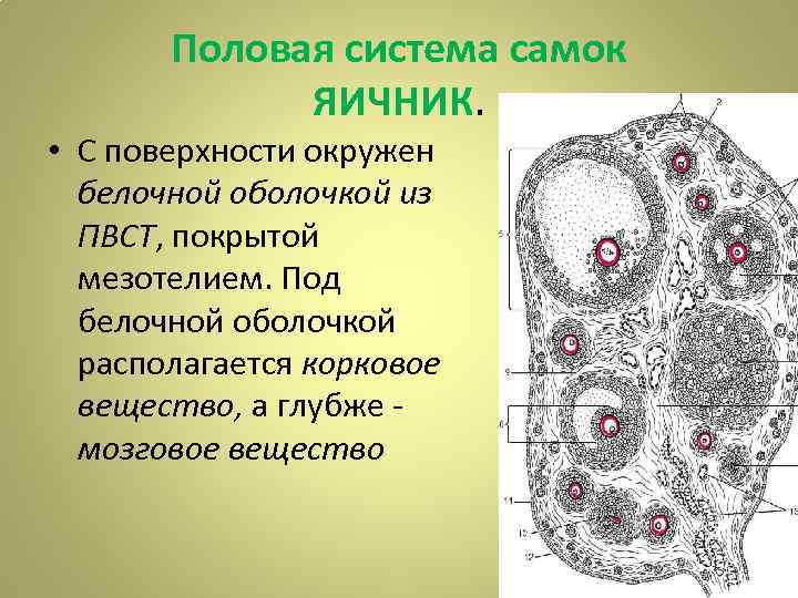 Половая система самок ЯИЧНИК. • С поверхности окружен белочной оболочкой из ПВСТ, покрытой мезотелием.