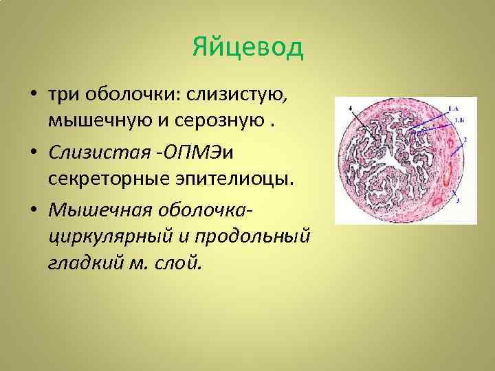 Яйцевод • три оболочки: слизистую, мышечную и серозную. • Слизистая -ОПМЭи секреторные эпителиоцы. •