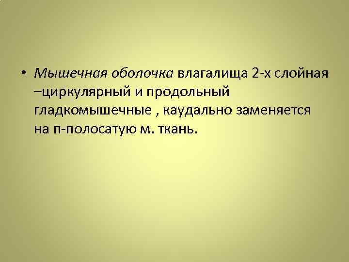  • Мышечная оболочка влагалища 2 -х слойная –циркулярный и продольный гладкомышечные , каудально