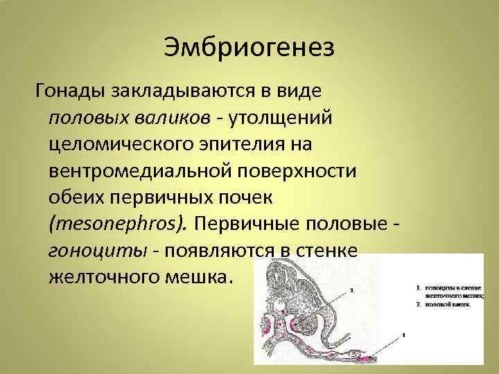 Эмбриогенез Гонады закладываются в виде половых валиков - утолщений целомического эпителия на вентромедиальной поверхности