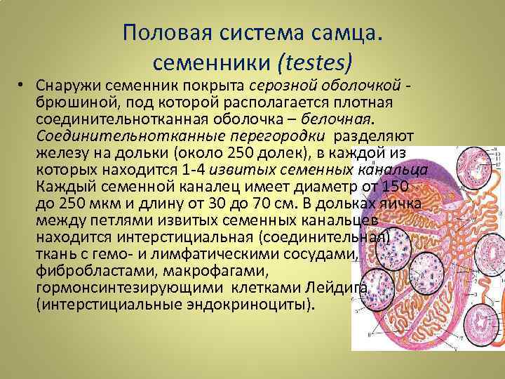 Половая система самца. семенники (testes) • Снаружи семенник покрыта серозной оболочкой брюшиной, под которой