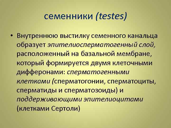 семенники (testes) • Внутреннюю выстилку семенного канальца образует эпителиосперматогенный слой, расположенный на базальной мембране,