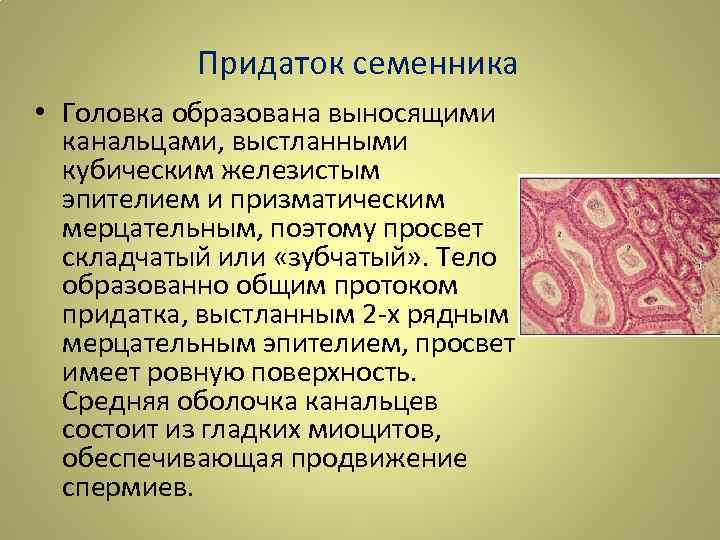 Придаток семенника • Головка образована выносящими канальцами, выстланными кубическим железистым эпителием и призматическим мерцательным,