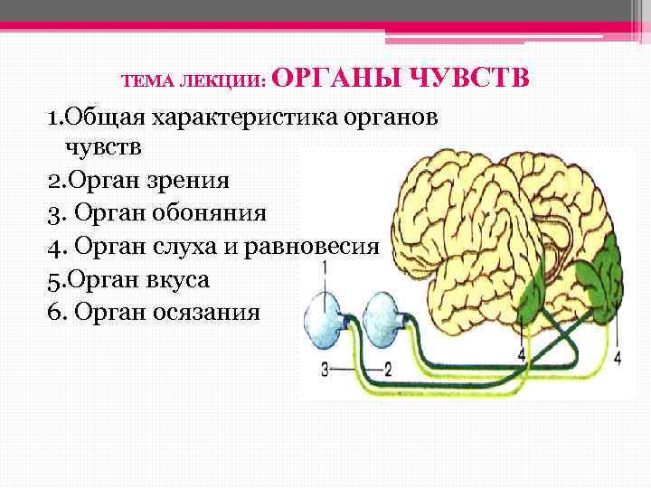 ТЕМА ЛЕКЦИИ: ОРГАНЫ ЧУВСТВ 1. Общая характеристика органов чувств 2. Орган зрения 3. Орган