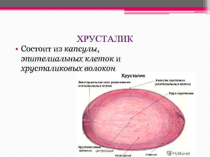 ХРУСТАЛИК • Состоит из капсулы, эпителиальных клеток и хрусталиковых волокон 