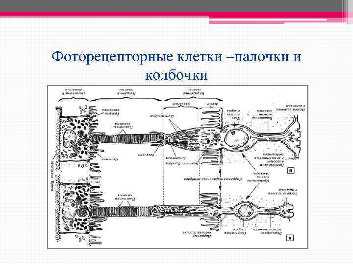 Фоторецепторные клетки –палочки и колбочки 