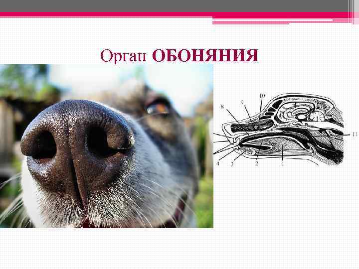 Орган ОБОНЯНИЯ 