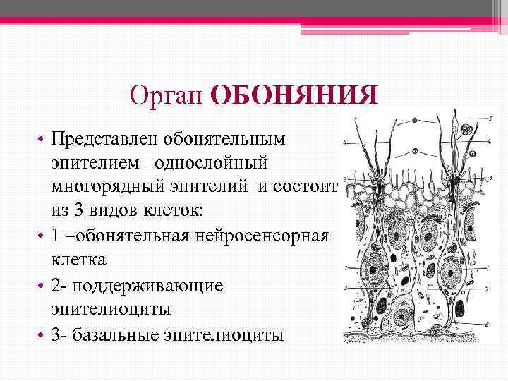 Орган ОБОНЯНИЯ • Представлен обонятельным эпителием –однослойный многорядный эпителий и состоит из 3 видов