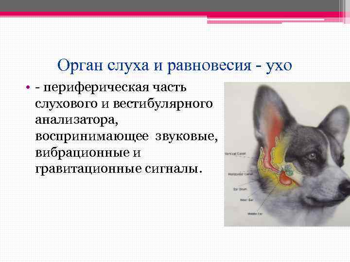 Орган слуха и равновесия - ухо • - периферическая часть слухового и вестибулярного анализатора,