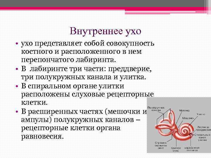 Внутреннее ухо • ухо представляет собой совокупность костного и расположенного в нем перепончатого лабиринта.