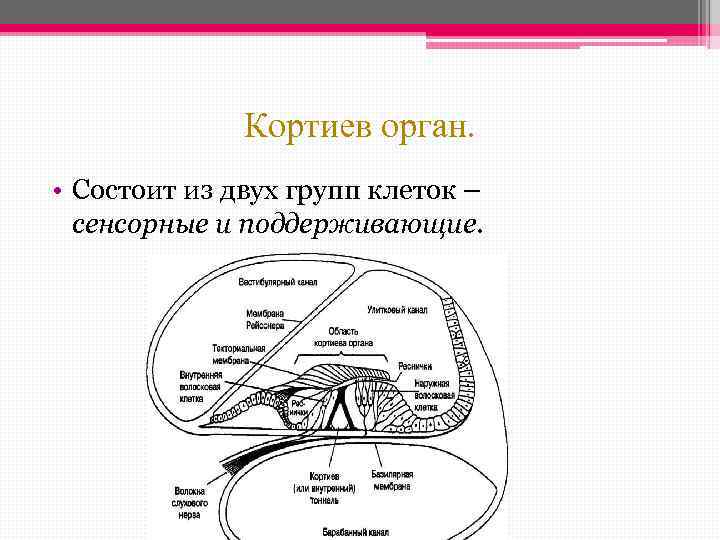 Кортиев орган презентация