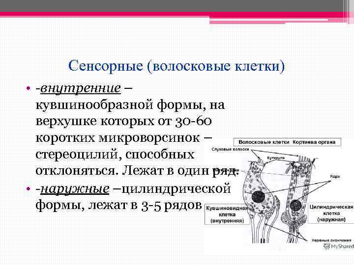 Сенсорные (волосковые клетки) • -внутренние – кувшинообразной формы, на верхушке которых от 30 -60