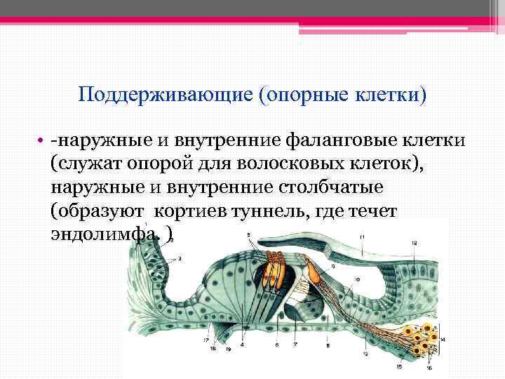 Поддерживающие (опорные клетки) • -наружные и внутренние фаланговые клетки (служат опорой для волосковых клеток),