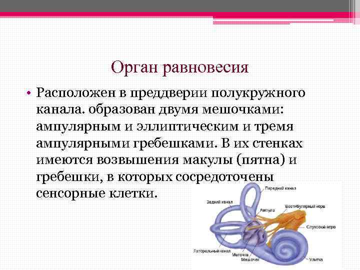 Рассмотрите на рисунке 88 устройство вестибулярного аппарата и разъясните какое значение имеет ст