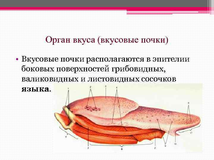 Орган вкуса (вкусовые почки) • Вкусовые почки располагаются в эпителии боковых поверхностей грибовидных, валиковидных