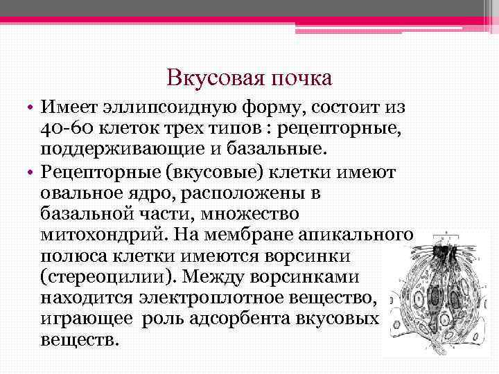 Вкусовая почка • Имеет эллипсоидную форму, состоит из 40 -60 клеток трех типов :