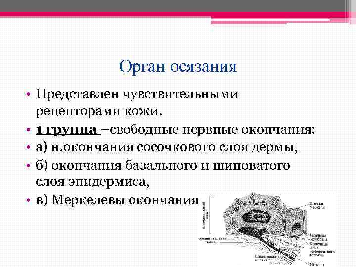 Орган осязания • Представлен чувствительными рецепторами кожи. • 1 группа –свободные нервные окончания: •